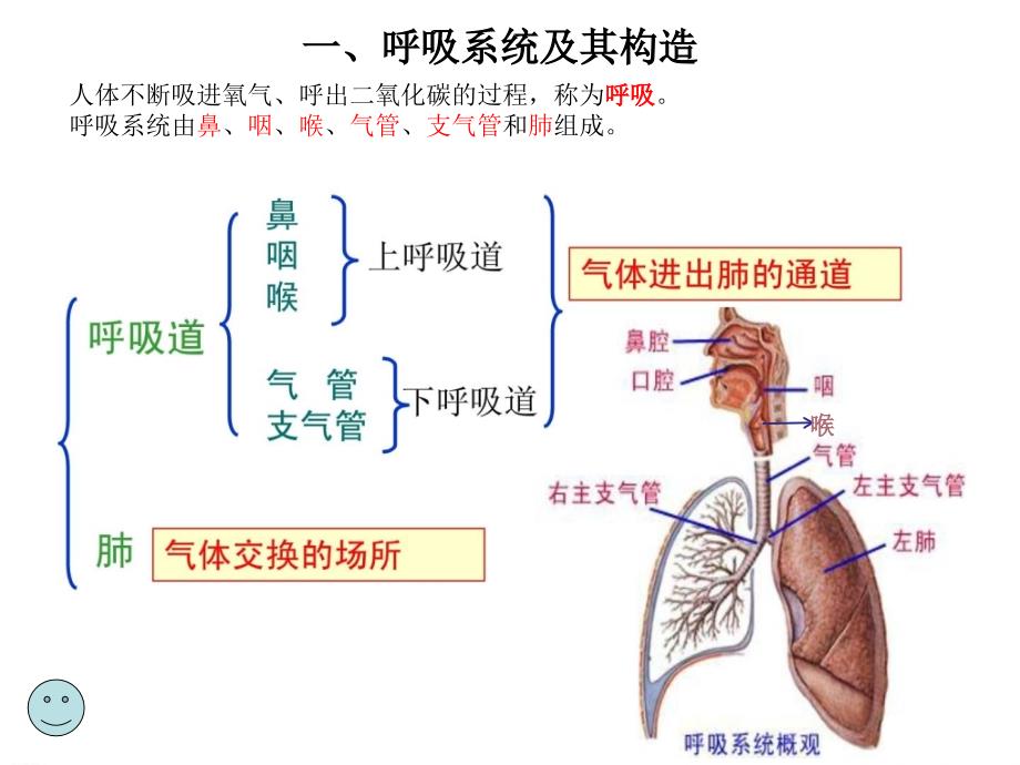 幼儿卫生保健呼吸系统_第2页