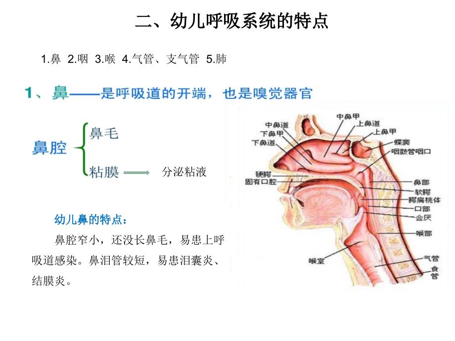 幼儿卫生保健呼吸系统_第3页