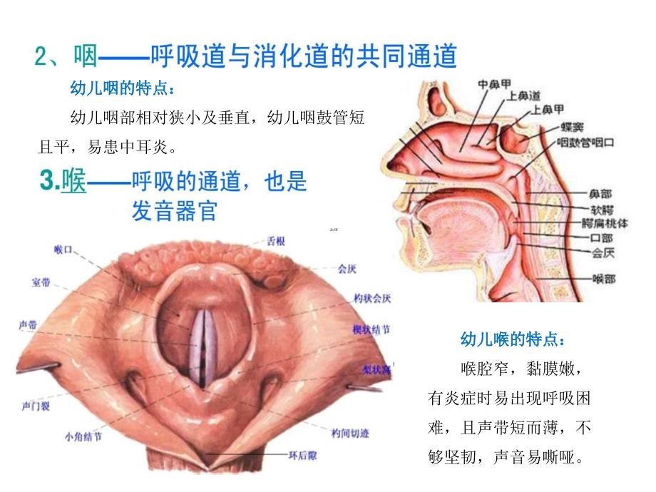 幼儿卫生保健呼吸系统_第4页