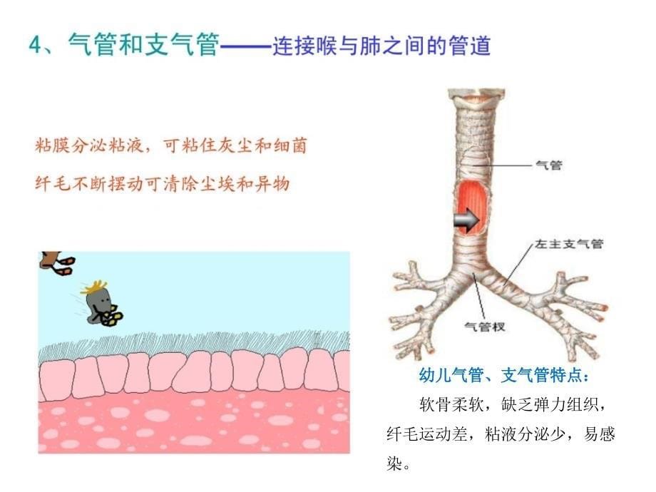 幼儿卫生保健呼吸系统_第5页