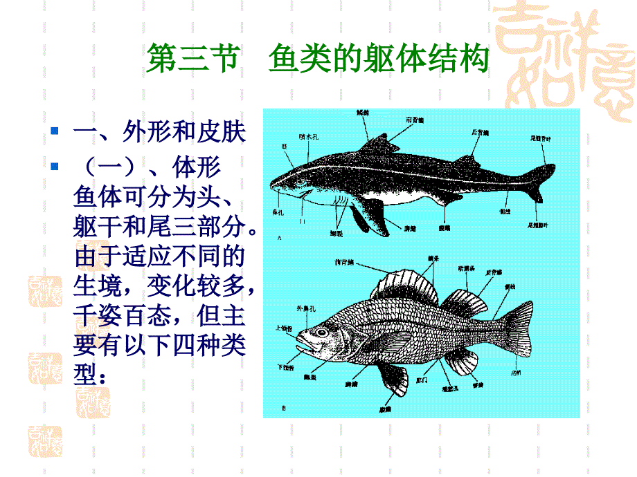 鱼纲——形态特征_第4页