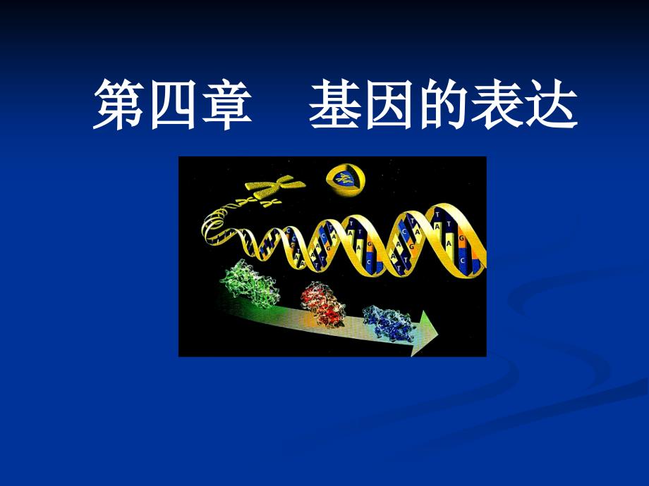 人教版教学课件高三第一轮复习课件基因的表达课件_第1页