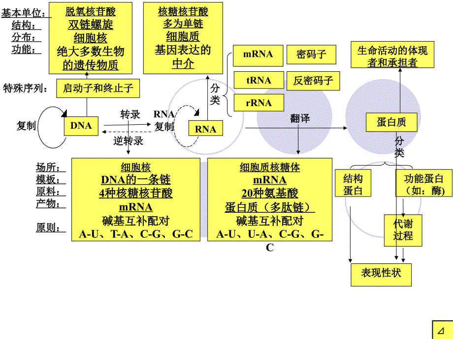 人教版教学课件高三第一轮复习课件基因的表达课件_第2页