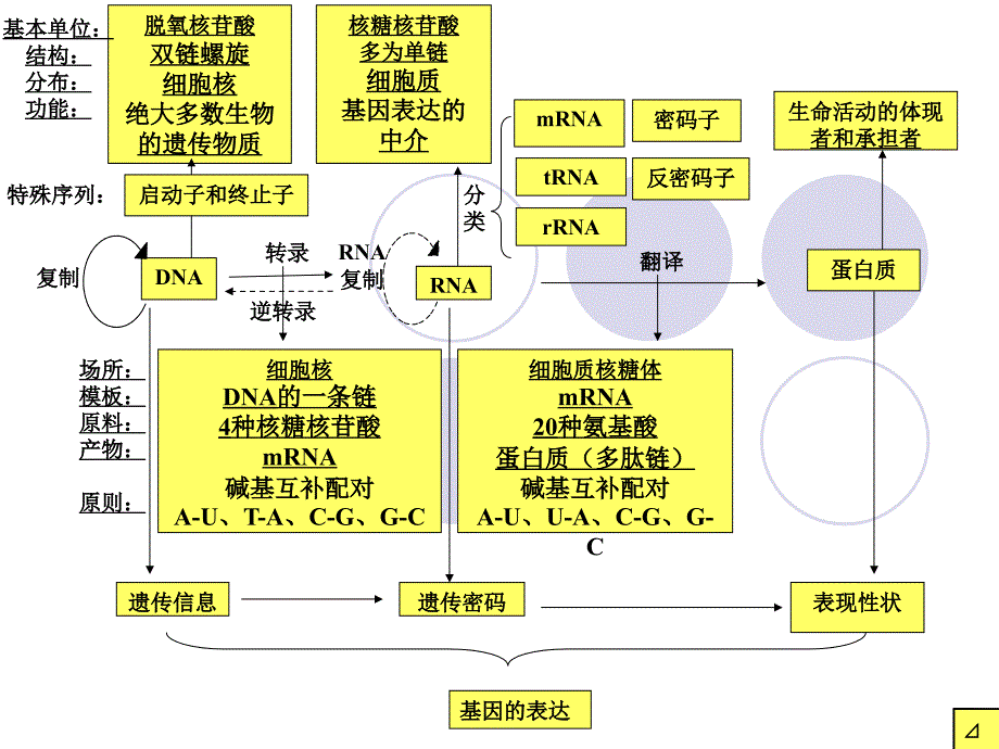 人教版教学课件高三第一轮复习课件基因的表达课件_第3页