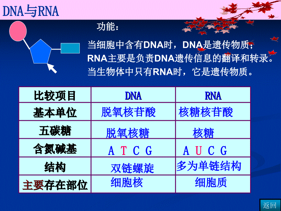 人教版教学课件高三第一轮复习课件基因的表达课件_第4页