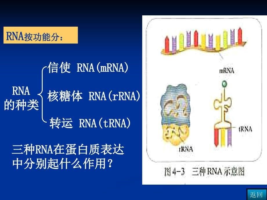 人教版教学课件高三第一轮复习课件基因的表达课件_第5页