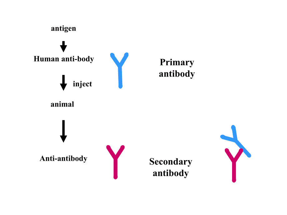 医学免疫学：Enzyme Linked Immunosorbent Assay_第2页