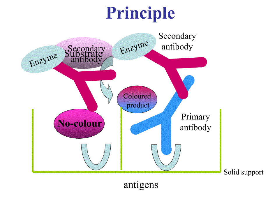 医学免疫学：Enzyme Linked Immunosorbent Assay_第3页