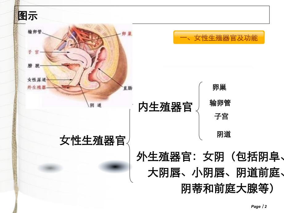 妇科常见疾病及合理用药 PPTPPT文档资料_第2页