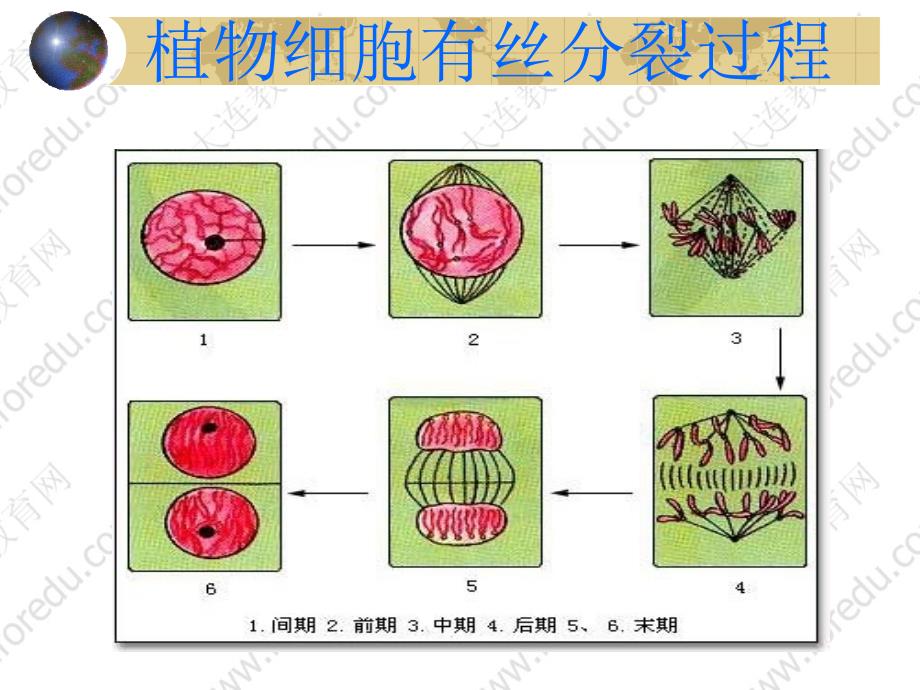 《植物细胞有丝分裂》PPT课件.ppt_第1页