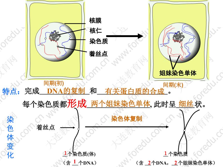 《植物细胞有丝分裂》PPT课件.ppt_第2页