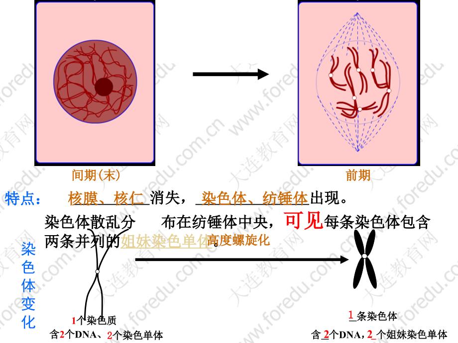 《植物细胞有丝分裂》PPT课件.ppt_第3页