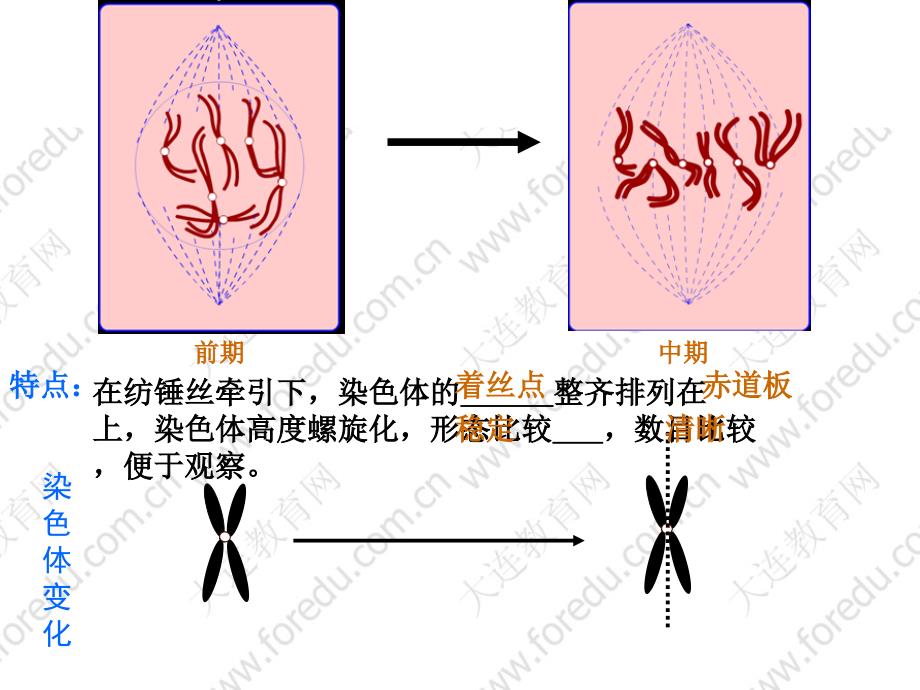 《植物细胞有丝分裂》PPT课件.ppt_第4页