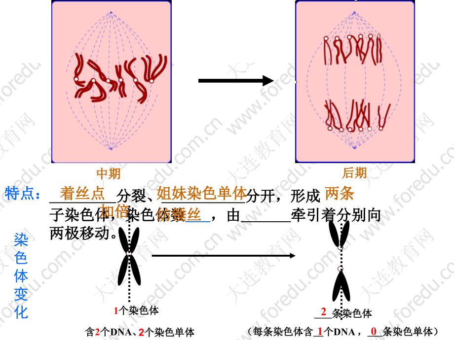 《植物细胞有丝分裂》PPT课件.ppt_第5页