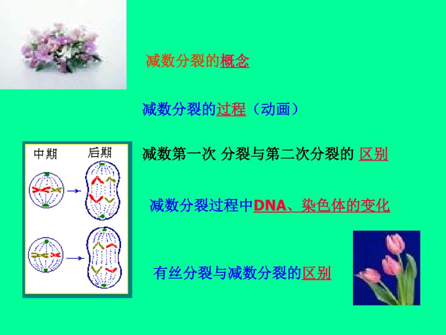 减数分裂过程中染色体DNA的变化课件_第2页