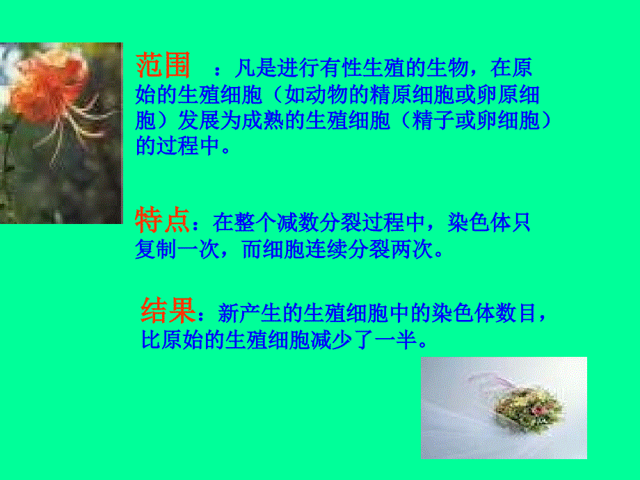 减数分裂过程中染色体DNA的变化课件_第4页