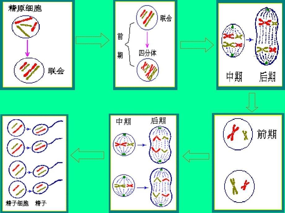 减数分裂过程中染色体DNA的变化课件_第5页