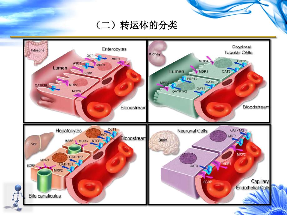 肝胆排泄转运体讲诉课件_第4页