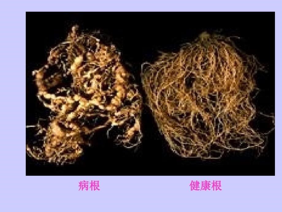 园林植物病理学第十二章线虫病害_第5页