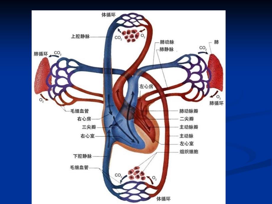 课件：心力衰竭课件内科学第八版.ppt_第3页