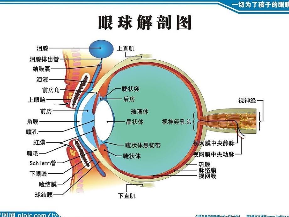 课件视神经炎_第3页