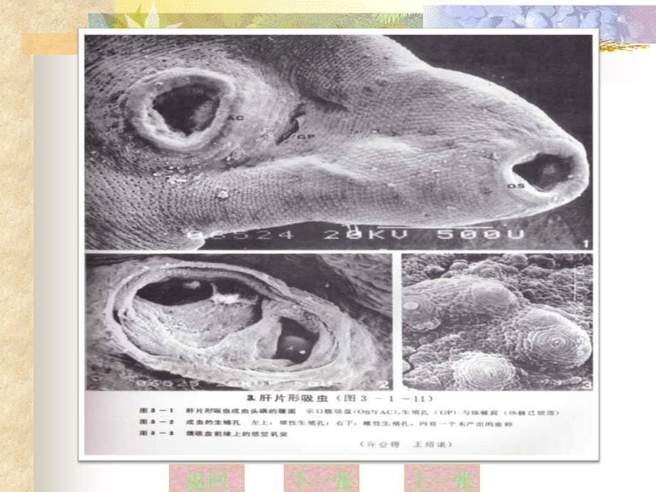 动物寄生虫病学病原图谱_第5页