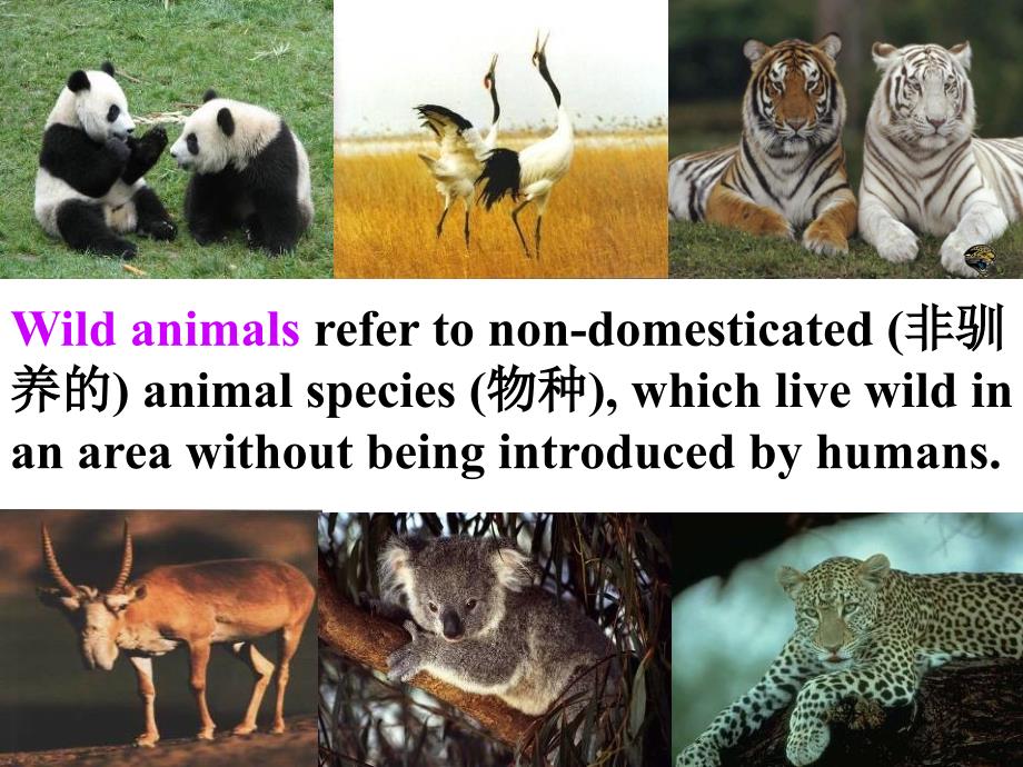 牛津译林英语八Unit5Wildanimalswelcometotheunit公开课教学课件共52张PPT_第3页