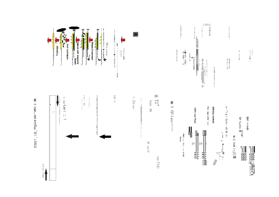 全长cDNA在功能基因组学中的意义_第2页