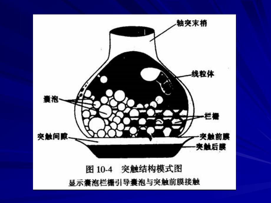 二突触的微细结构教学课件_第2页