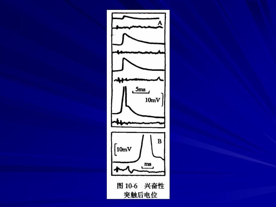 二突触的微细结构教学课件_第5页