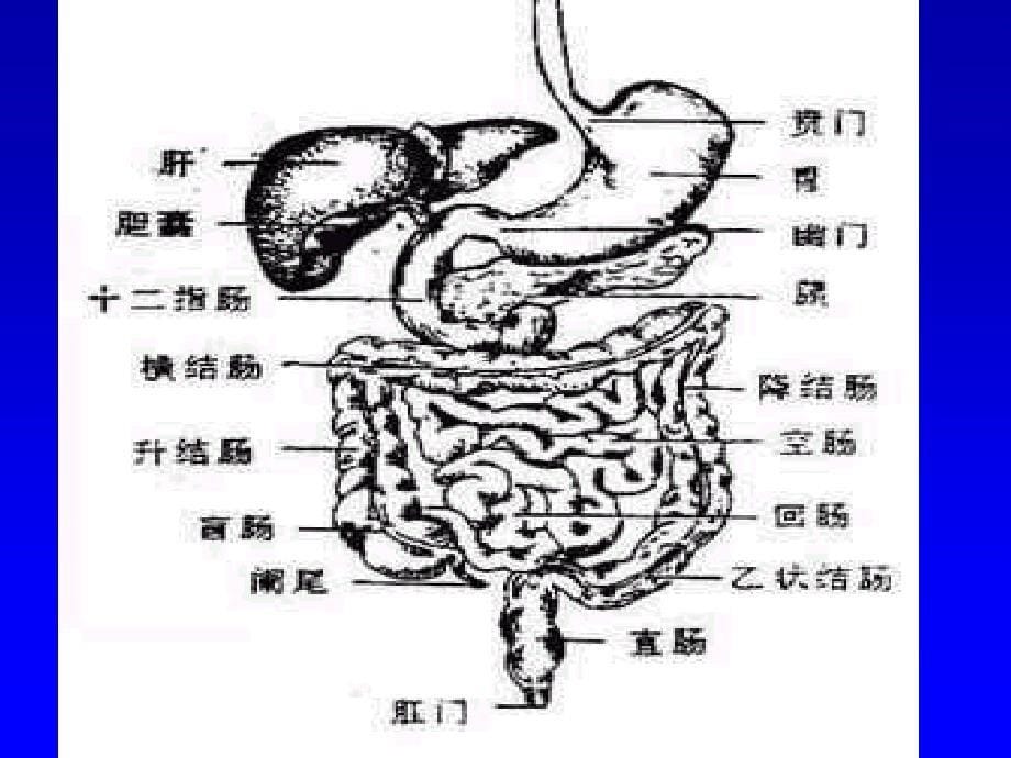 医学专题：Abdominal-Pain(腹痛)_第5页