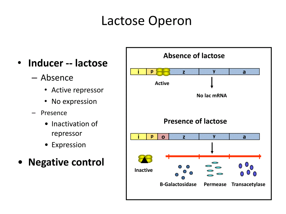 乳糖操纵子LactoseOperonforgraduatestudents_第3页