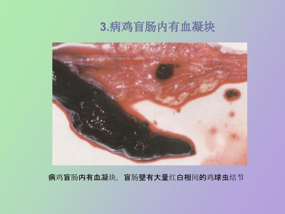 鸡的寄生虫病_第4页