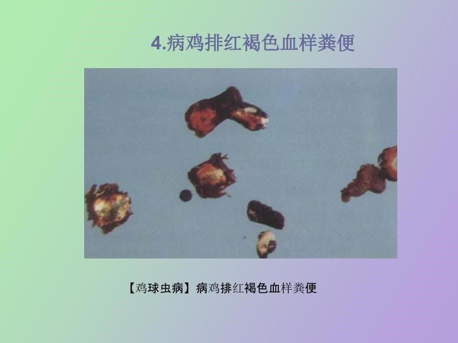 鸡的寄生虫病_第5页