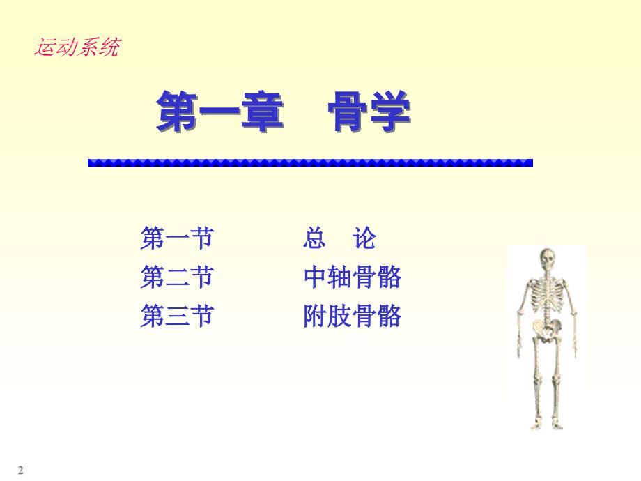 温州医科大学系统解剖学骨学实验课孙臣友2_第2页