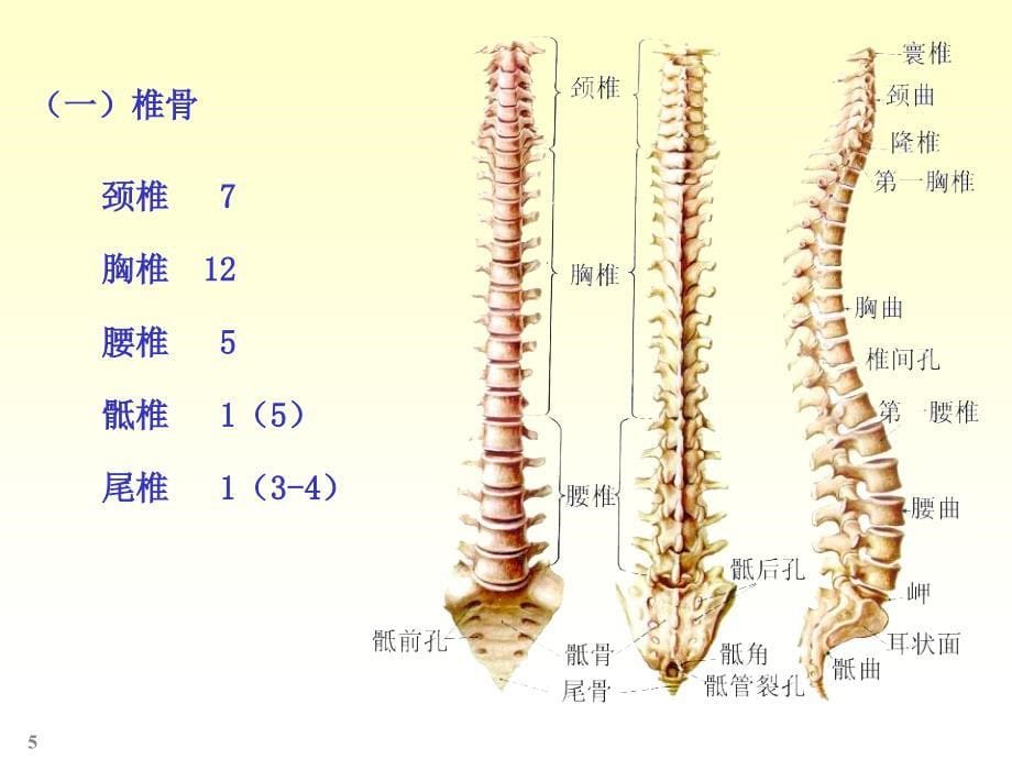 温州医科大学系统解剖学骨学实验课孙臣友2_第5页