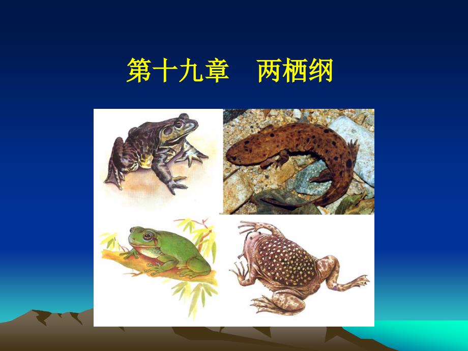 第十九两栖纲_第1页