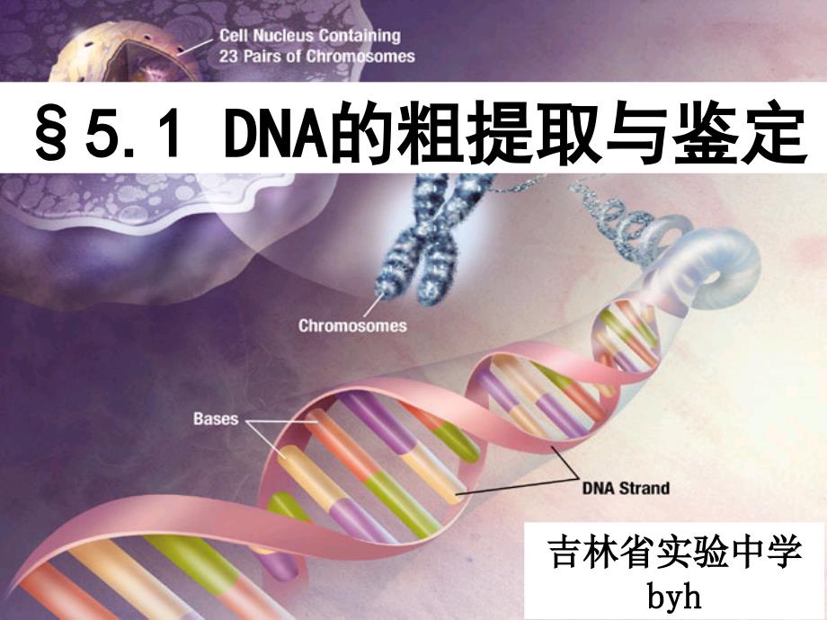 专题五DNA的粗提取与鉴定_第1页