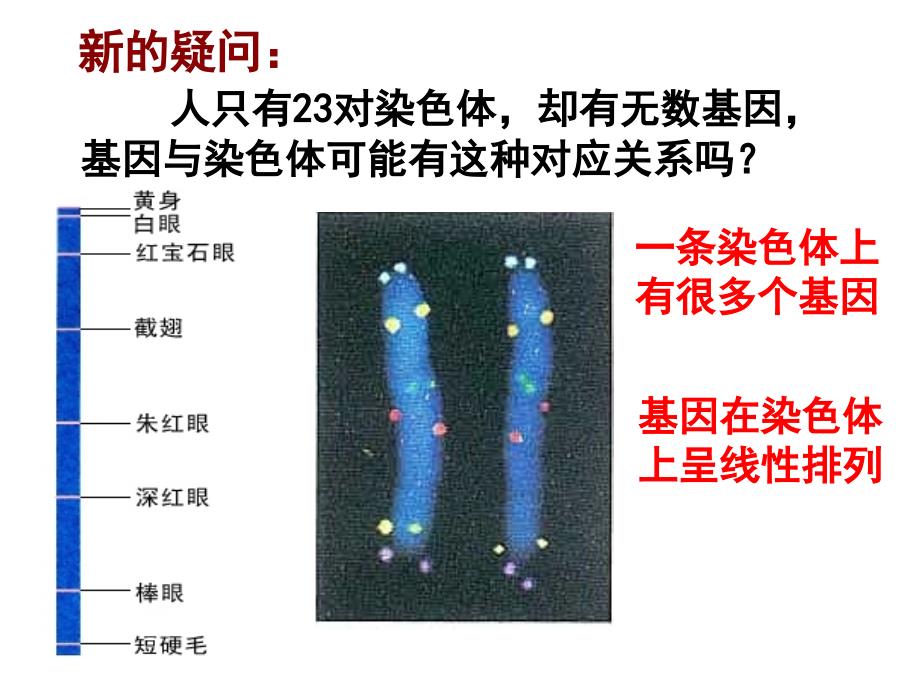 确定基因位置的实验设计ppt课件_第4页