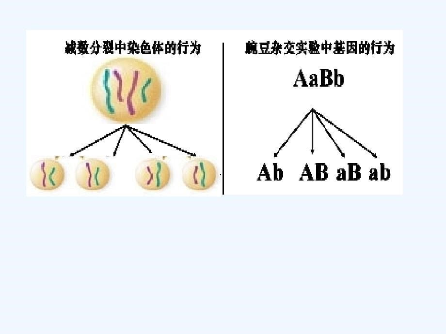 基因在染色体上精华版PPT课件ppt_第5页