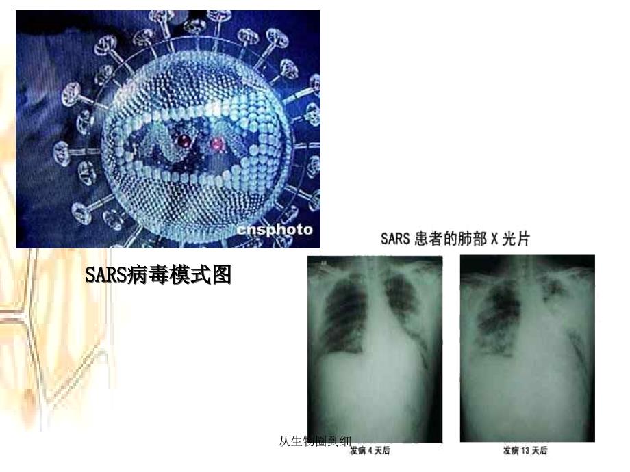 从生物圈到细课件_第3页