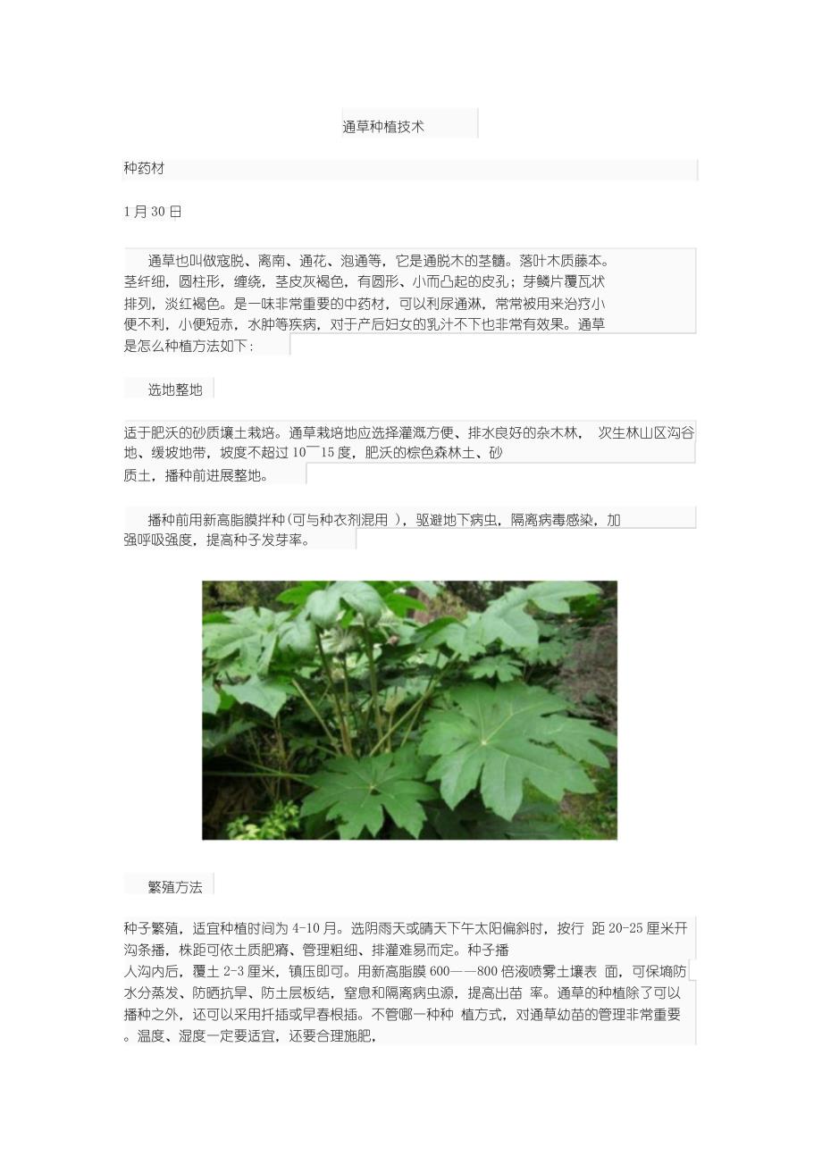 通草种植技术_第1页
