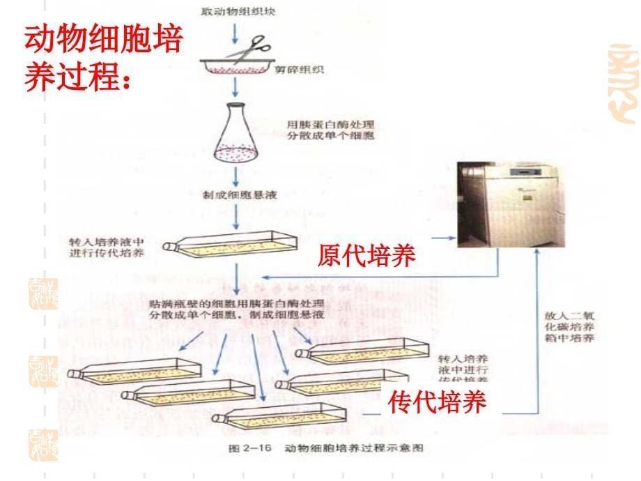 动物细胞培养和核移植技术2_第5页