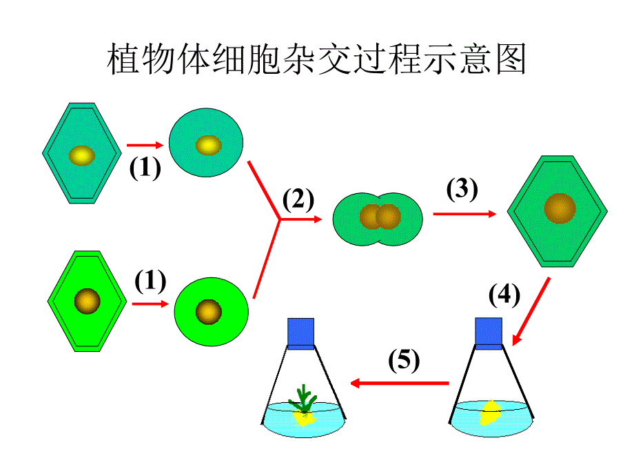 医学专题：优质课动物细胞融合与单克隆抗体用_第3页