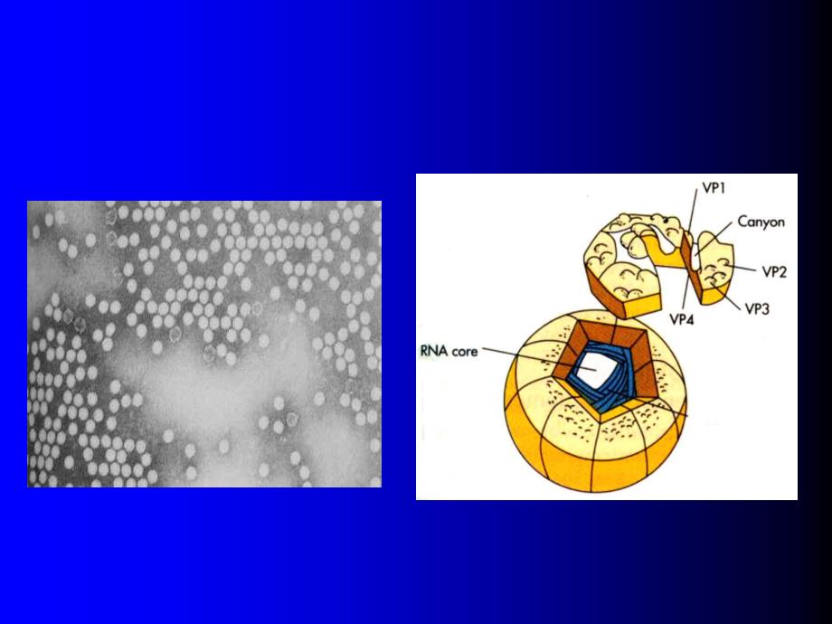 肠道病毒enterovirus_第3页