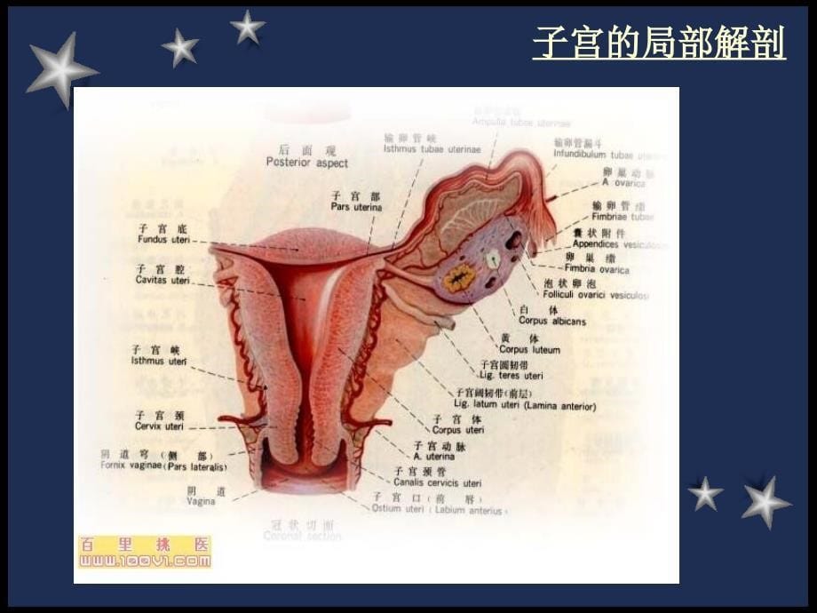 《剖宫产护理常规》PPT课件_第5页