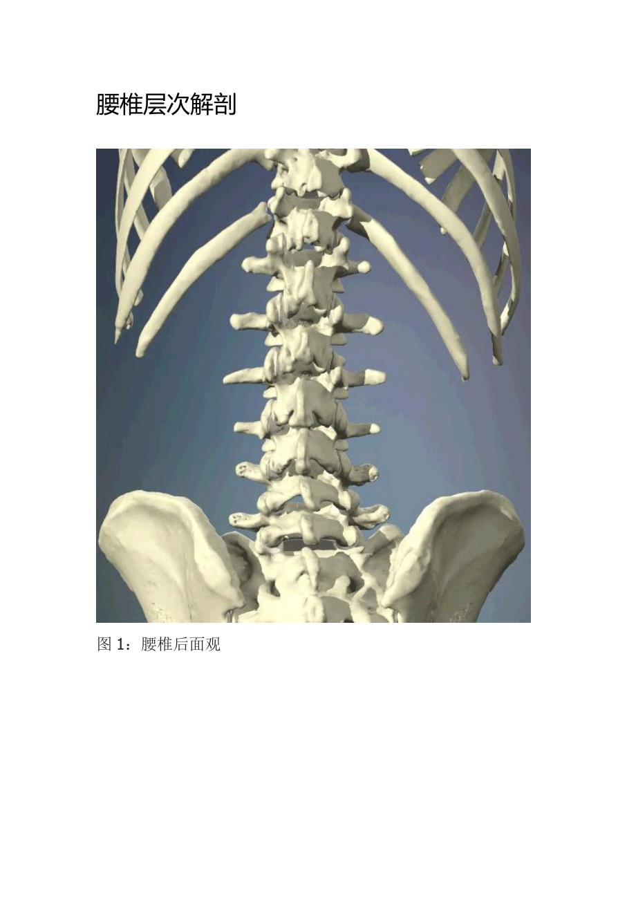 腰椎层次解剖.doc_第1页