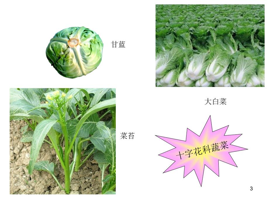 常见蔬菜病虫害介绍及防治-(精)PPT优秀课件_第3页