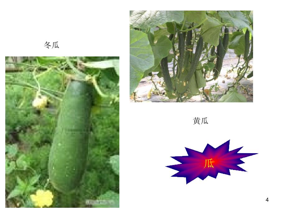 常见蔬菜病虫害介绍及防治-(精)PPT优秀课件_第4页