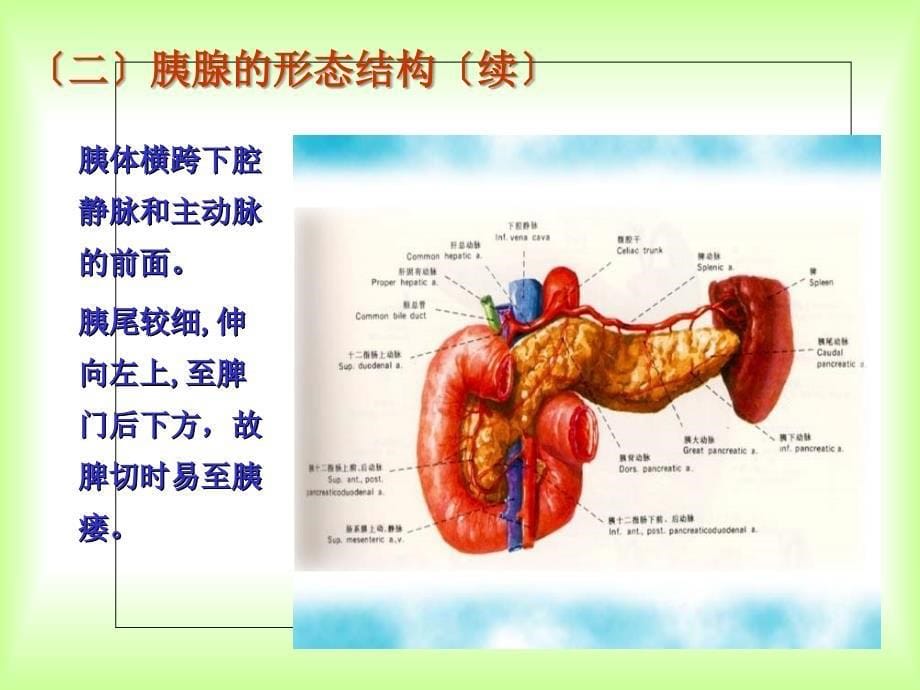 急性坏死性胰腺炎患者的护理_第5页